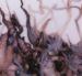 STEPHIN MERRITT – Obscurities